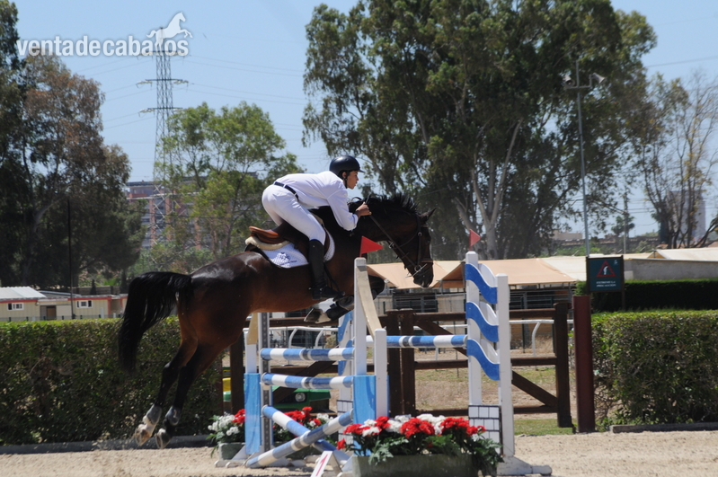 Caballo de Deporte Español (CDE)