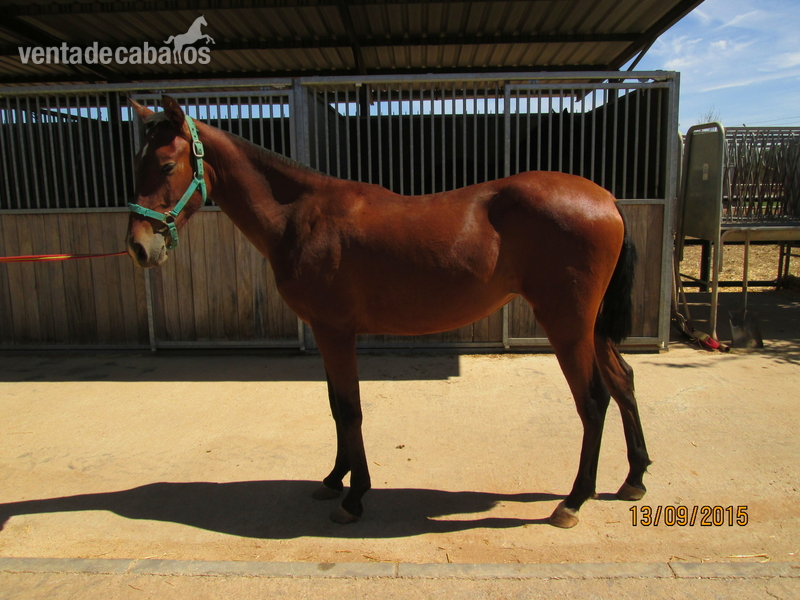 SE VENDEN DOS POTRAS PRE-2800 ambas - Caballos Pura Raza Española (P.R.E.) in 