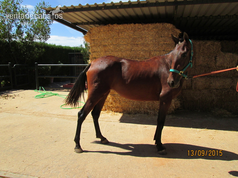 Caballos Pura Raza Española (P.R.E.) - SE VENDEN DOS POTRAS PRE-2800 ambas in 