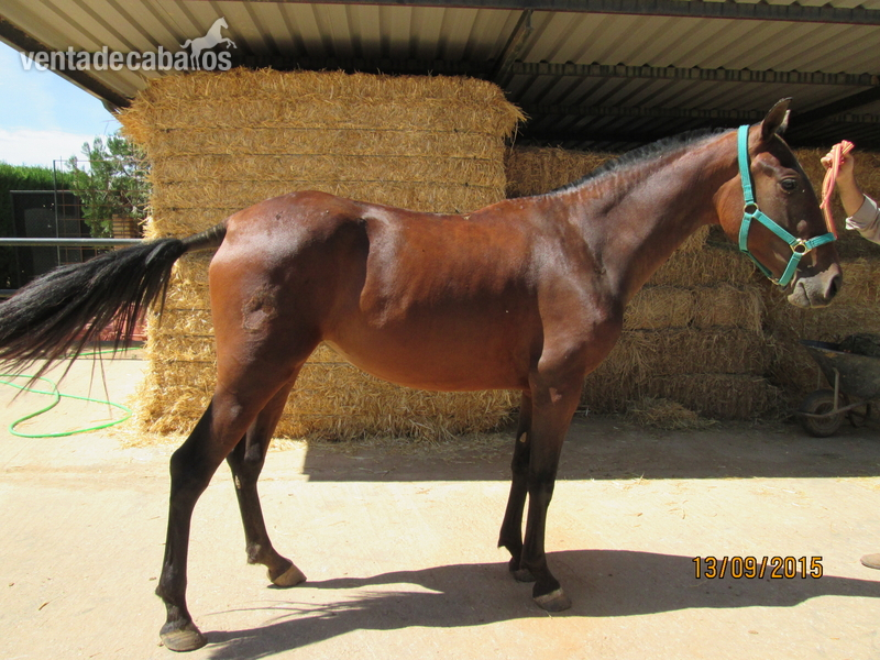 Caballos Pura Raza Española (P.R.E.) - SE VENDEN DOS POTRAS PRE-2800 ambas