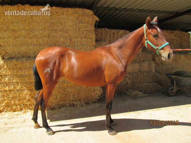 Caballos Pura Raza Española (P.R.E.) Pura Raza Española - SE VENDEN DOS POTRAS PRE-2800 ambas