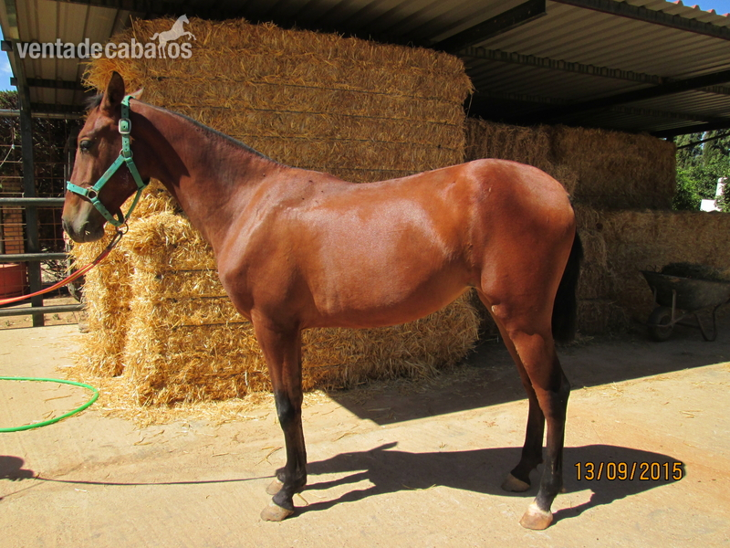 SE VENDEN DOS POTRAS PRE-2800 ambas - Caballos Pura Raza Española (P.R.E.) Pura Raza Española