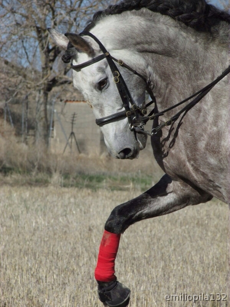 Caballos Pura Raza Española (P.R.E.) Pura Raza Española - X CALIDAD - X UTILIDAD - X BELLEZA - X PRECIO