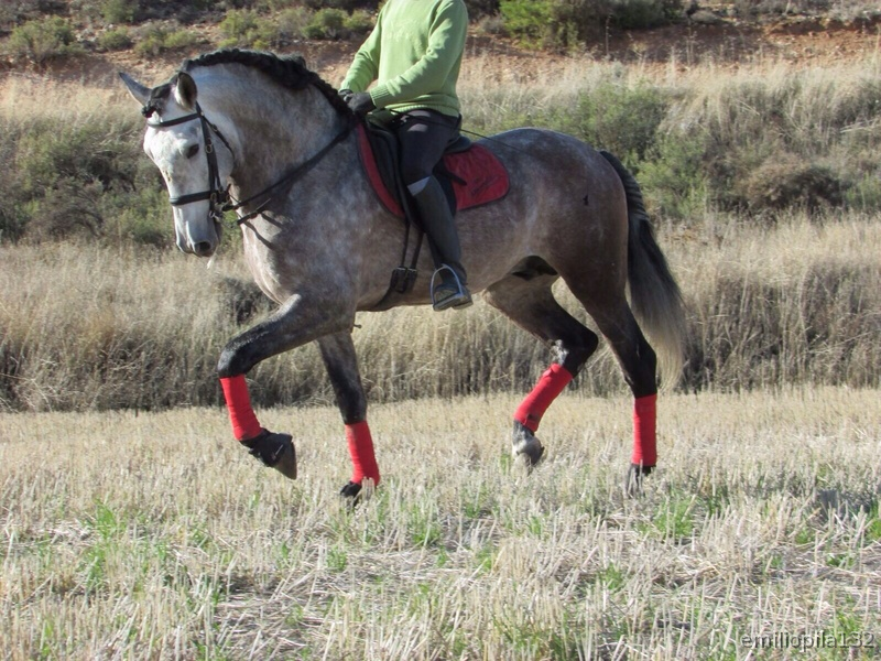 X CALIDAD - X UTILIDAD - X BELLEZA - X PRECIO - Caballos Pura Raza Española (P.R.E.) Pura Raza Española