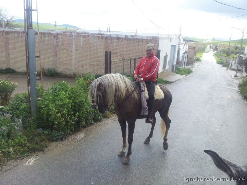 Potro perla muy bueno in 