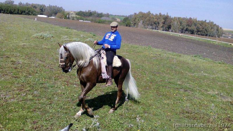 Hispano-Arabe