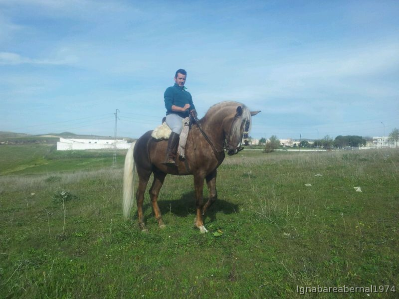 Hispano-Arabe {TYPE}