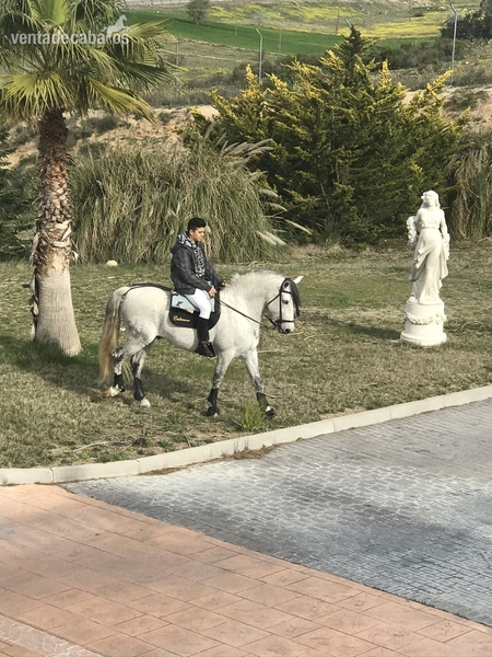 Caballo PRE 13 años in 