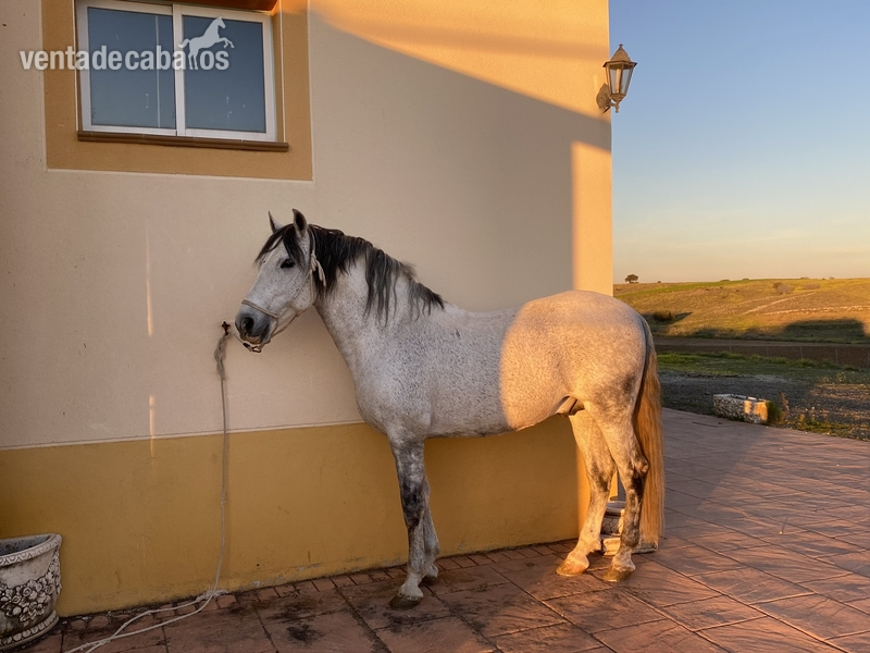 Caballos Pura Raza Española (P.R.E.) Pura Raza Española - Caballo PRE 13 años