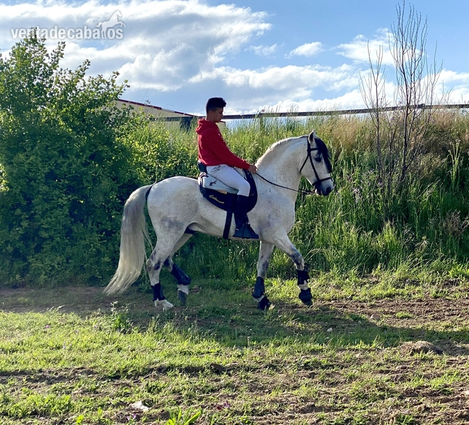 Caballo PRE 13 años - Caballos Pura Raza Española (P.R.E.) Pura Raza Española