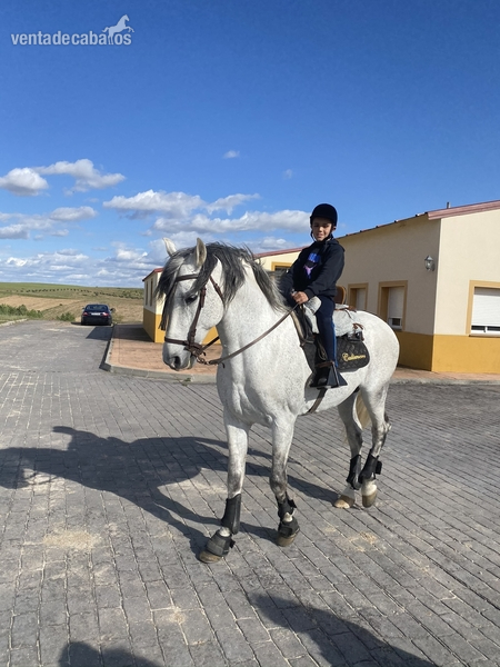 Caballo PRE 13 años - Pura Raza Española