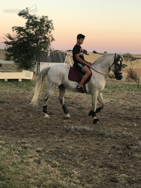 Caballo PRE 13 años