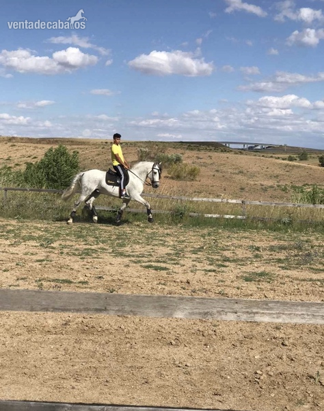  Caballo PRE 13 años