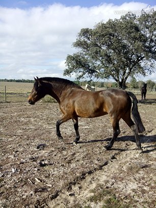 Caballos Pura Raza Española (P.R.E.) Pura Raza Española - Yegua PRE Castaña