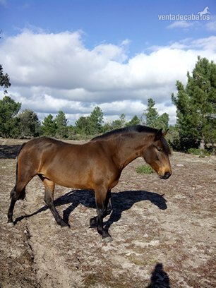 Yegua PRE Castaña - Caballos Pura Raza Española (P.R.E.) Pura Raza Española