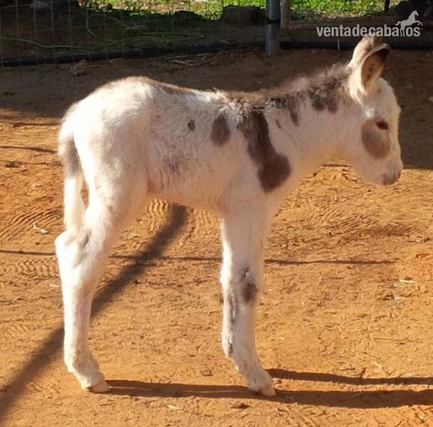 BURROS PIOS EXCELENTES in 