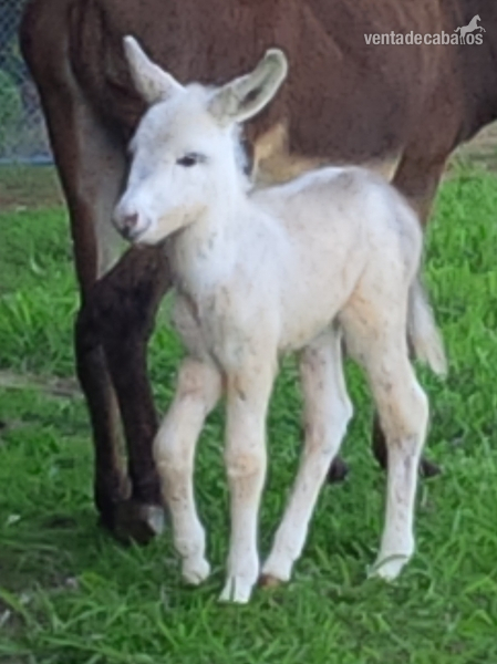 Burros Andaluz - BURROS PIOS EXCELENTES