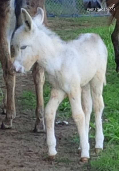 BURROS PIOS EXCELENTES - Burros Andaluz