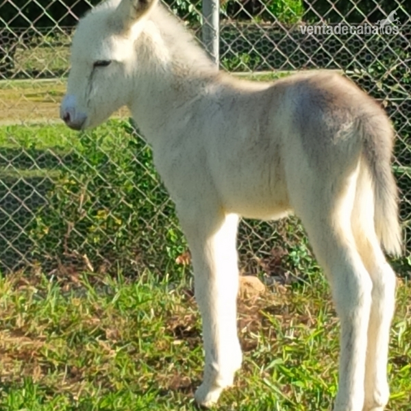 BURROS PIOS EXCELENTES - Andaluz