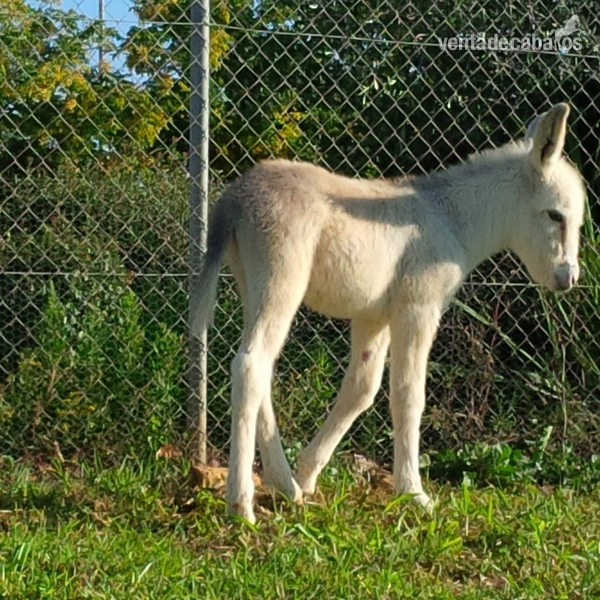 BURROS PIOS EXCELENTES - Burros