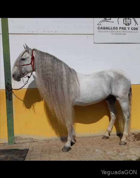 SEMENTAL PRE CUBRICIONES in 