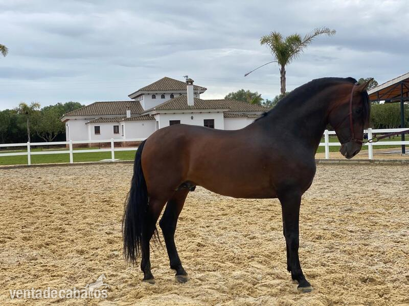 VENTA DE CABALLOS, YEGUAS Y POTROS in 
