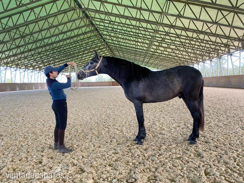 Caballo de Deporte Español (CDE)