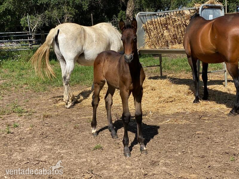 Caballo de Deporte Español (CDE) {TYPE}