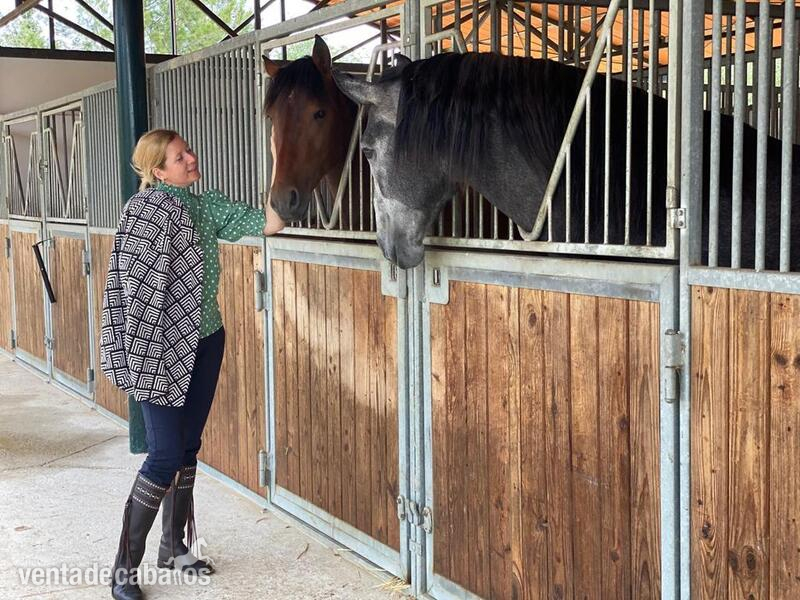 Caballos Pura Raza Española (P.R.E.) Caballo de Deporte Español (CDE) - VENTA DE CABALLOS, YEGUAS Y POTROS