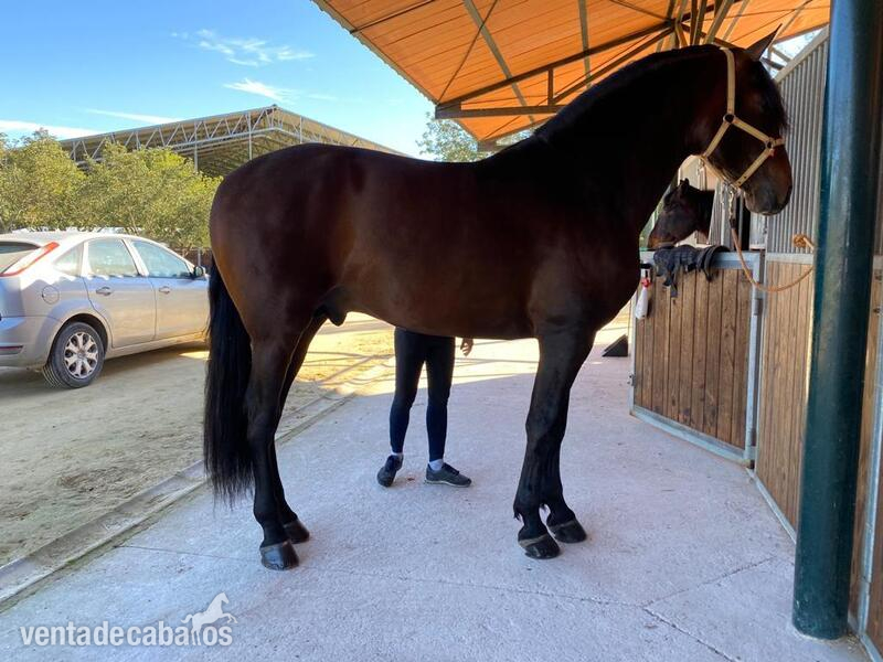 VENTA DE CABALLOS, YEGUAS Y POTROS - Caballos Pura Raza Española (P.R.E.) Caballo de Deporte Español (CDE)