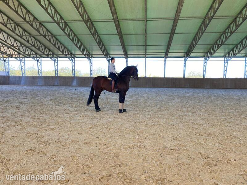 VENTA DE CABALLOS, YEGUAS Y POTROS - Caballo de Deporte Español (CDE)