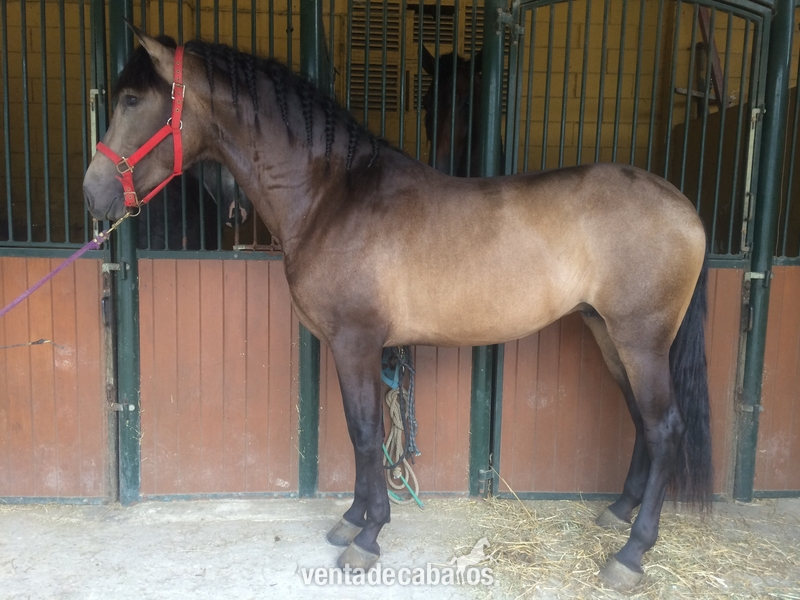 BAYO PRE  TRES AÑOS in 