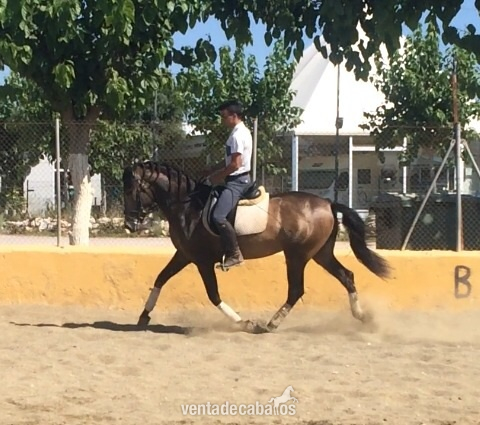 Pura Raza Española {TYPE}