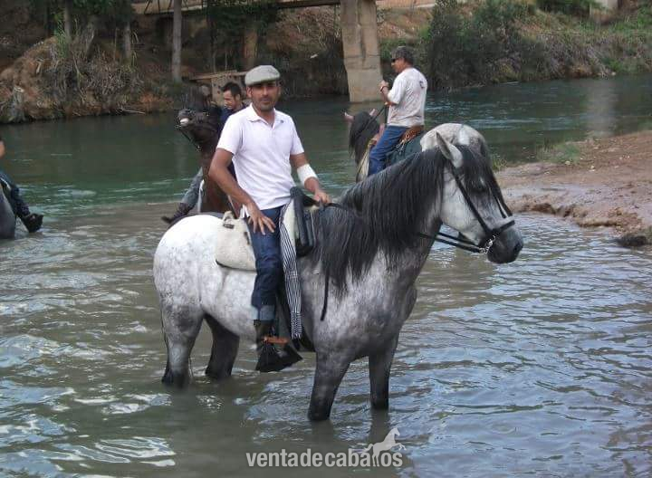 Vendo caballo PRE  in 