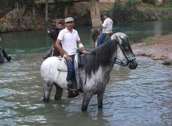 Vendo caballo PRE