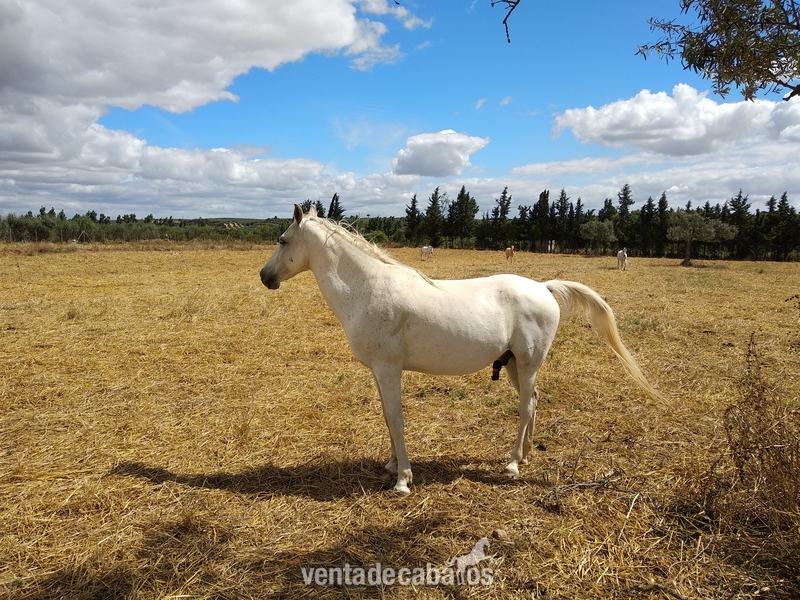  se vende caballo anglo-árabe in 