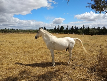 se vende caballo anglo-árabe