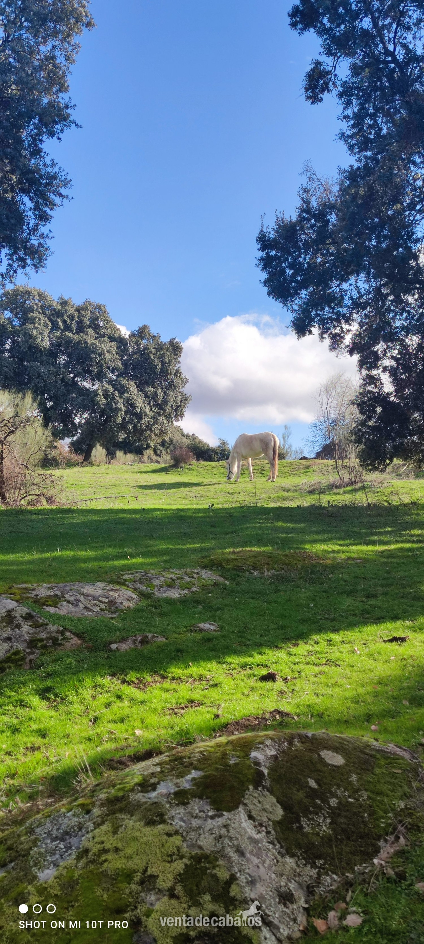 Madrid , Finca con casa e instalaciones ecuestres 