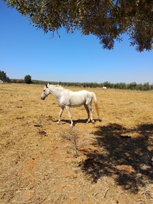 se vende caballo anglo-árabe