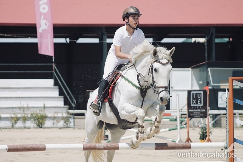 caballo de salto  in 