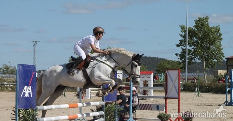Yeguas Trakhner - caballo de salto 