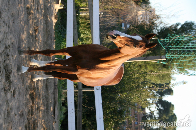 Hannoveriano {TYPE}