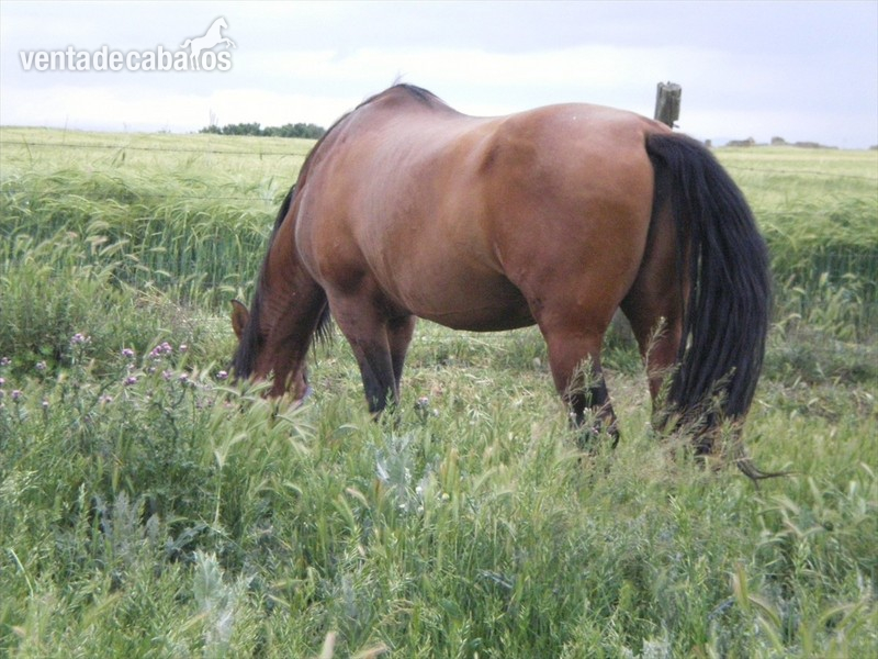 Caballos Pura Raza Española (P.R.E.) Pura Raza Española - VENTA POTROS Y POTRAS PRE. HIJO DE OLEAJE