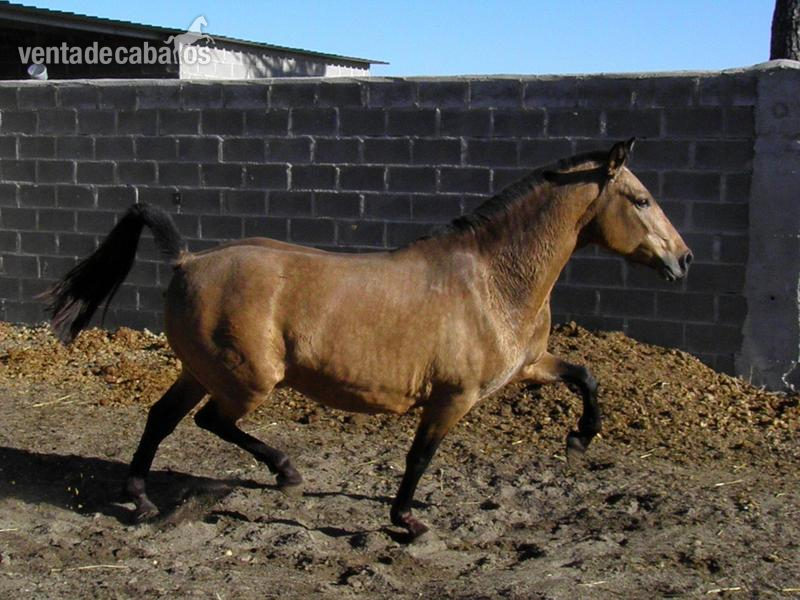 Caballos Pura Raza Española (P.R.E.) Pura Raza Española - yegua baya + rastra