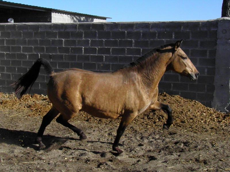 Caballos Pura Raza Española (P.R.E.) Pura Raza Española - yegua baya + rastra