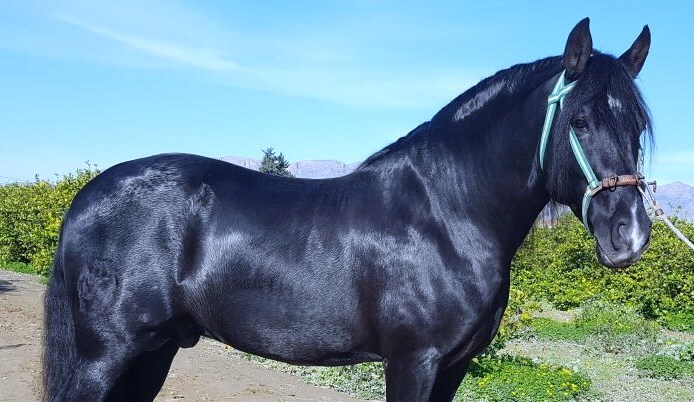 Caballos Pura Raza Española (P.R.E.) PRE - SEMENTAL PRE NEGRO