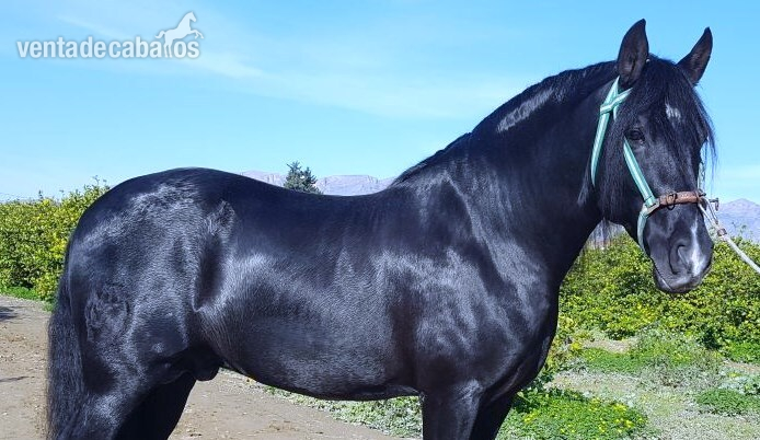Caballos Pura Raza Española (P.R.E.) PRE - SEMENTAL PRE NEGRO