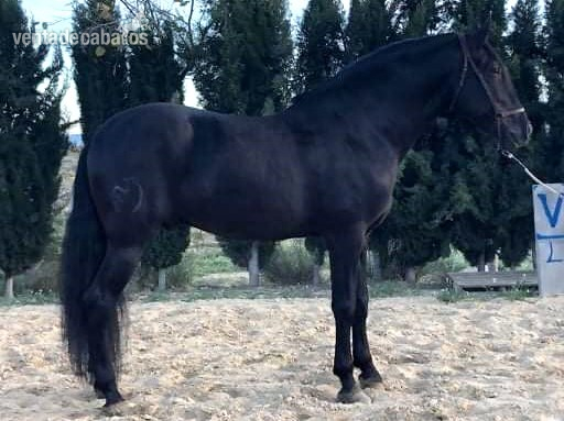 SEMENTAL PRE NEGRO - Caballos Pura Raza Española (P.R.E.) PRE