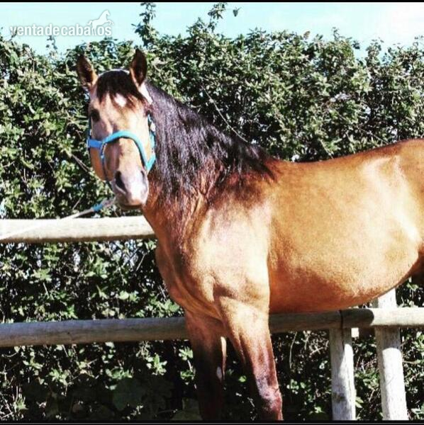 caballo bayo torero in 
