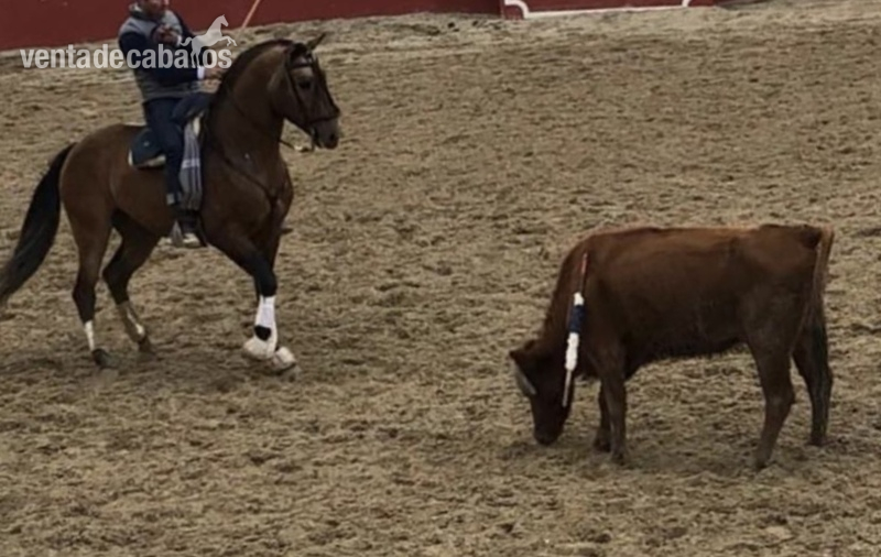 Lusitano